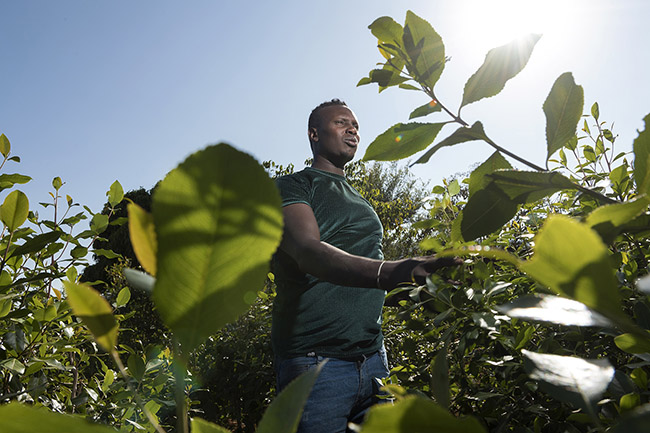 Abbas in his Qat field. 
While the ritual of feeding the hyenas provides Abbas with comfortable income, as a savvy businessman, he has diversified his activities and also cultivates Qat, a plant with stimulating and euphoric properties, widely consumed throughout the Horn of Africa, and the main source of wealth in the region. The profits generated by this cultivation not only provide him with a significant supplementary income but also help mitigate potential fluctuations inherent in the tourism industry.