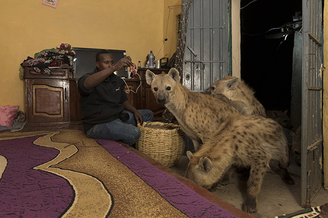 The incredible relationship Abbas has with the hyenas allows him to do almost anything he wants with them. 
On nights when no visitors attend the animal show, he doesn't hesitate to feed them directly inside his house.