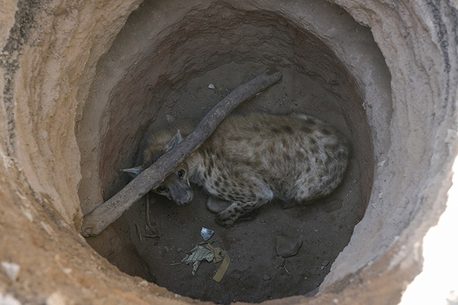 In Harar, a hyena trapped at the bottom of a hole after falling into it.