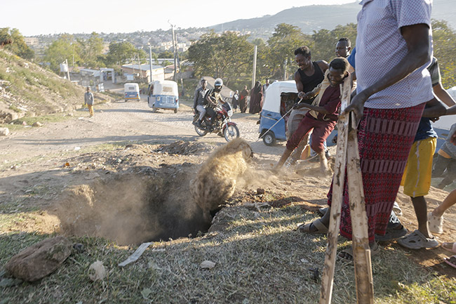 With the help of a rope, Abbas and his friends are pulling a hyena out of a hole it fell into. 
Over time, Abbas, nicknamed Hyena Man, has become an indispensable figure for everything related to hyenas in the region. His dedication to these creatures goes far beyond just daily feeding, and he doesn't hesitate to intervene to save hyenas in distress.