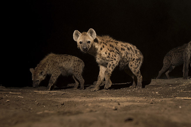 A hyena waits its turn to receive food from Abbas. 
While dominant hyenas eat the pieces of meat offered by Abbas, lower-ranking hyenas patiently wait their turn at the back.