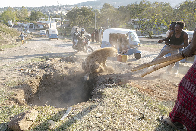 With the help of a rope, Abbas and his friends are pulling a hyena out of a hole it fell into. 
Over time, Abbas, nicknamed Hyena Man, has become an indispensable figure for everything related to hyenas in the region. His dedication to these creatures goes far beyond just daily feeding, and he doesn't hesitate to intervene to save hyenas in distress.