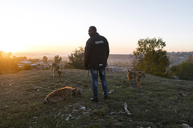Abbas walks his 'domesticated' hyena near the site where he feeds wild hyenas daily. 
Abbas found a few-month-old baby hyena abandoned and in poor condition after being attacked by its peers. He took it in, fed it, and has been caring for it ever since as one would a pet. Although Abbas is very attached to this hyena, it may not be very happy about becoming a 'domestic companion.'' Deprived of its freedom, it can no longer be released into the wild because no clan will accept it, and it will thus spend the rest of its life chained up.