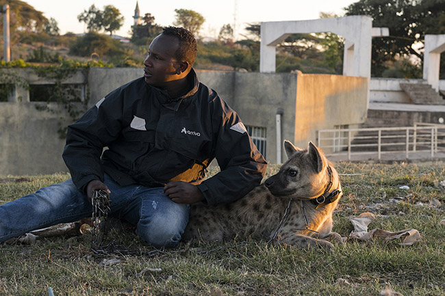 Abbas walks his 'domesticated' hyena near the site where he feeds wild hyenas daily. 
Abbas found a few-month-old baby hyena abandoned and in poor condition after being attacked by its peers. He took it in, fed it, and has been caring for it ever since as one would a pet. Although Abbas is very attached to this hyena, it may not be very happy about becoming a 'domestic companion.'' Deprived of its freedom, it can no longer be released into the wild because no clan will accept it, and it will thus spend the rest of its life chained up.