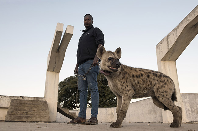 Abbas walks his 'domesticated' hyena near the site where he feeds wild hyenas daily. 
Like an animal trainer, Abbas aims to train his hyena to perform a few tricks and entertain passing tourists in the city.