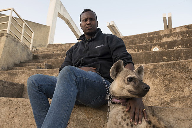 Abbas walks his 'domesticated' hyena near the site where he feeds wild hyenas daily. 
Like an animal trainer, Abbas aims to train his hyena to perform a few tricks and entertain passing tourists in the city.