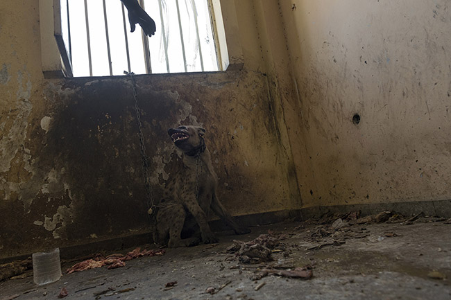 Abbas keeps his hyena in captivity as best he can.
This large carnivore is still a wild animal that can be aggressive despite efforts to keep her under control.