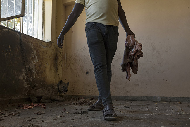 To contain the aggressiveness of the hyena Abbas keeps in captivity, he must feed her a large quantity of meat daily. 
Hyenas need a minimum of 4 kg of meat per day and can eat up to 14 kg of meat at once.