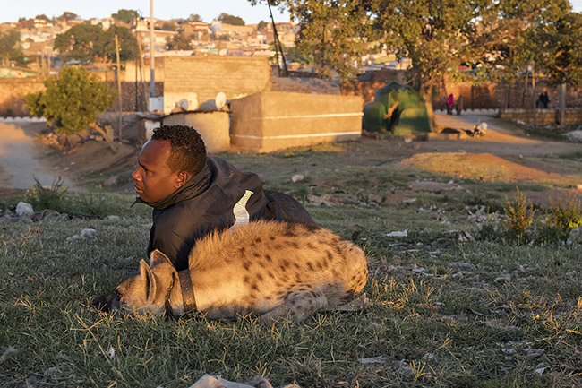 Abbas walks his 'domesticated' hyena near the site where he feeds wild hyenas daily. 
Abbas found a few-month-old baby hyena abandoned and in poor condition after being attacked by its peers. He took it in, fed it, and has been caring for it ever since as one would a pet. Although Abbas is very attached to this hyena, it may not be very happy about becoming a 'domestic companion.'' Deprived of its freedom, it can no longer be released into the wild because no clan will accept it, and it will thus spend the rest of its life chained up.
