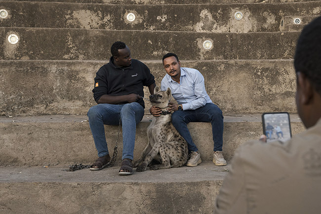 Abbas shows off his 'domesticated' hyena near the site where he feeds wild hyenas daily. 
Like an animal trainer, Abbas aims to train his hyena to perform a few tricks and entertain passing tourists in the city. Meanwhile, for a few hundred birrs (Ethiopian local currency), he readily invites curious onlookers to approach and capture photos of the wild animal trained to obey humans.