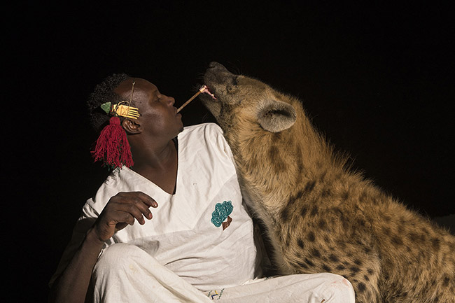A hyena comes to eat a piece of meat attached to the stick held between Abbas's teeth. 
Hyenas are known to be formidable hunters in the African savannah, but in Harar, they gather here every evening to receive their food from the hands of humans.