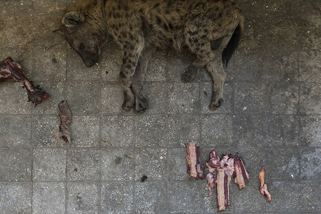 A severely injured hyena lying at Abbas's place. 
Abbas took in this hyena mistreated by officers after it entered a police station. Severely wounded, it lost teeth and an eye. Abbas now provides it with attentive care while awaiting possible rehabilitation or its passing.
