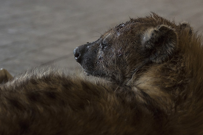 A severely injured hyena lying at Abbas's place. 
Abbas took in this hyena mistreated by officers after it entered a police station. Severely wounded, it lost teeth and an eye. Abbas now provides it with attentive care while awaiting possible rehabilitation or its passing.