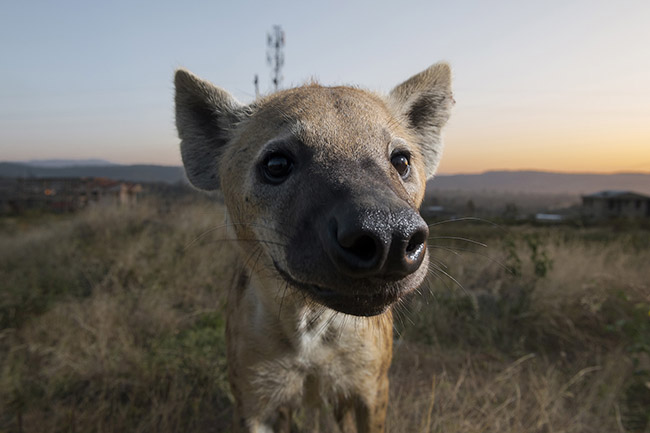 Close-up of a spotted hyena. 
Although generally shy in the presence of humans, hyenas in Harar are so accustomed to human presence that they don't hesitate to venture a few centimeters from the camera lens.