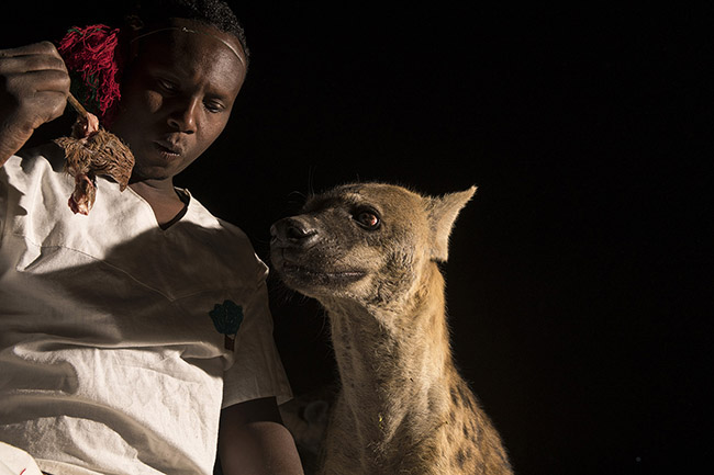 A hyena stands beside Abbas to receive a piece of meat. 
Rather than leaping to attack, the hyenas patiently wait their turn before receiving the food offered to them.