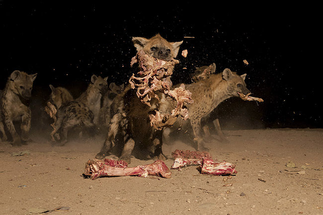 Once the feeding ritual is finished, the hyenas pounce on the remains provided to them in a chorus of chuckles, clacks, and growls. 
Their dentition specially adapted for crushing bones, combined with large jaw muscles, gives the spotted hyena the most powerful bite of all terrestrial carnivores. Moreover, its specially adapted stomach allows it to digest both skin and bones.