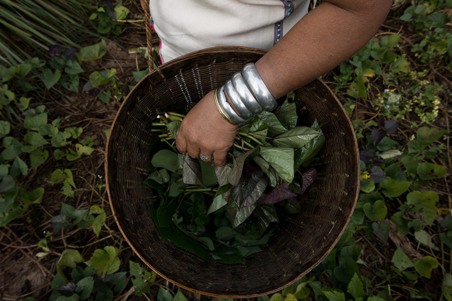 In addition to their work in the fields, the women of Huai Pu Kaeng collect different leaves, herbs and plants rich in vitamins to supplement their diet by incorporating them as a condiment in soups or salads for example.