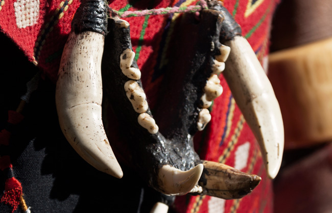 Close up of a tiger's teeth and jawbones necklace. Naga warriors were entitled to wear it when they demonstrated their bravery against enemies or tigers.