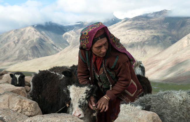 During the summer migration Wakhi women milk the yaks every morning as it is their first food resources. Little Pamir - Afghanistan - 2016
