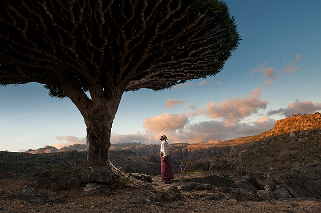 On the Dixam plateau, the dragon blood tree forms a shaded vault. This kind of tree is a vestige of a prehistoric flora that vanished on the African continent. It is famous for its blood-red sap, used in dyeing, in cosmetics, or as a medicinal remedy. This tree and others such as myrrh and frankincense trees have made Socotra famous since Antiquity. Socotra - Yemen - 2020