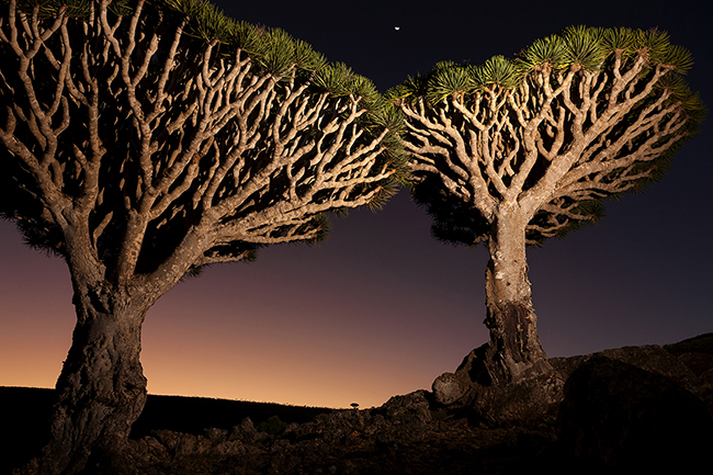 With its woven foliage in the shape of a giant parasol, the Draceana Cinnabari, also known as the dragon blood tree is impressive. It is very resistant and can live up to a thousand years. A limestone soil and low altitude are enough for it to multiply, as on the Dixam plateau, in the heart of the island. Socotra - Yemen - 2020