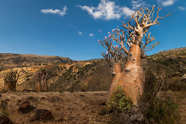 With its miniature baobab look, the Adenium Obesum also called Bottle Tree or Desert Rose, is another endemic plant species listed in Socotra. Socotra - Yemen - 2020