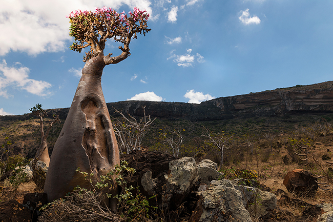 With its miniature baobab look, the Adenium Obesum also called Bottle Tree or Desert Rose, is another endemic plant species listed in Socotra. Socotra - Yemen - 2020