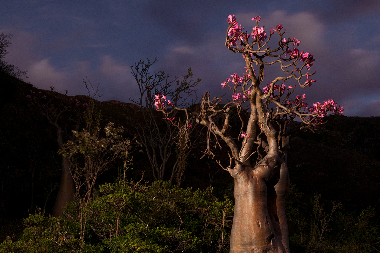 All over the island, like in Wadi Dirhour, stand enigmatic plants, like this Adenium Obesum which is one of the 307 endemic plant species listed on the island. Socotra - Yemen - 2020