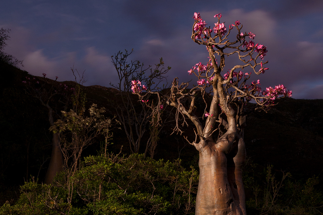All over the island, like in Wadi Dirhour, stand enigmatic plants, like this Adenium Obesum which is one of the 307 endemic plant species listed on the island. Socotra - Yemen - 2020