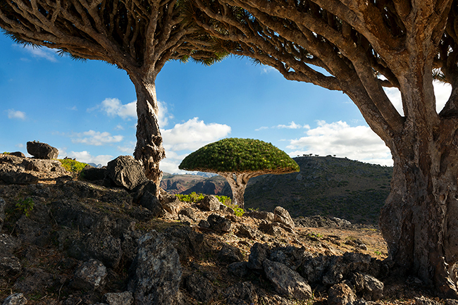 With its woven foliage in the shape of a giant parasol, the Draceana Cinnabari, also known as the dragon blood tree is impressive. It is very resistant and can live up to a thousand years. A limestone soil and low altitude are enough for it to multiply, as on the Dixam plateau, in the heart of the island. Socotra - Yemen - 2020
