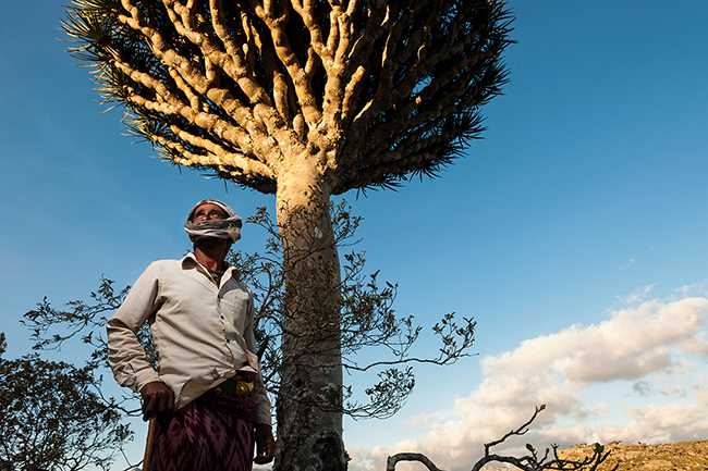 On the Dixam plateau, the dragon blood tree forms a shaded vault. This kind of tree is a vestige of a prehistoric flora that vanished on the African continent. It is famous for its blood-red sap, used in dyeing, in cosmetics, or as a medicinal remedy. This tree and others such as myrrh and frankincense trees have made Socotra famous since Antiquity. Socotra - Yemen - 2020