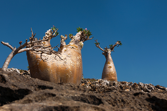 With its miniature baobab look, the Adenium Obesum also called Bottle Tree or Desert Rose, is another endemic plant species listed in Socotra. Socotra - Yemen - 2020