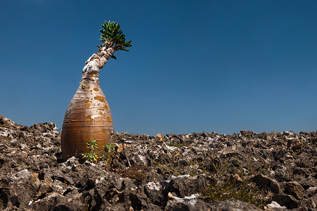 With its miniature baobab look, the Adenium Obesum also called Bottle Tree or Desert Rose, is another endemic plant species listed in Socotra. Socotra - Yemen - 2020