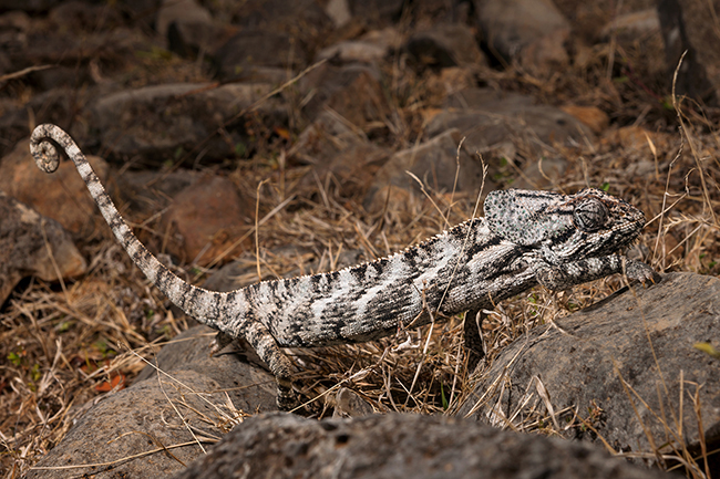 The Chamaeleo Monachus is endemic to Socotra, as are 90% of the other reptiles on the island. Socotra - Yemen - 2020