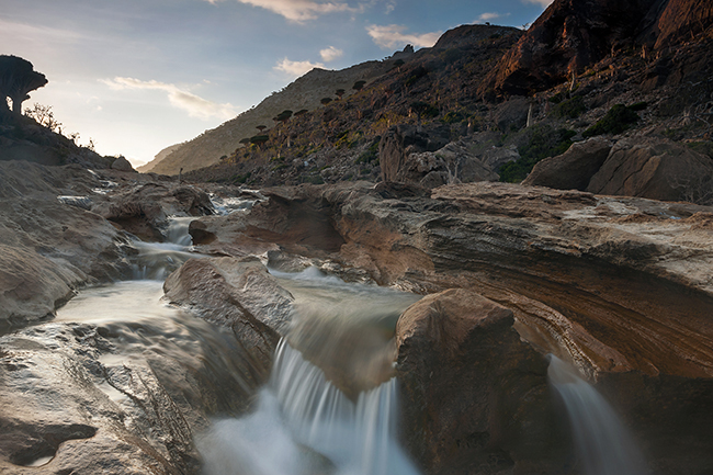 On the protected area of Homhil, in the northeast, myrrh and frankincense trees abound as well as dragon blood trees and Adeniums. Socotra - Yemen - 2020