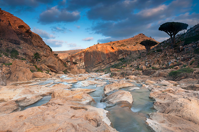 On the protected area of Homhil, in the northeast, myrrh and frankincense trees abound as well as dragon blood trees and Adeniums. Socotra - Yemen - 2020
