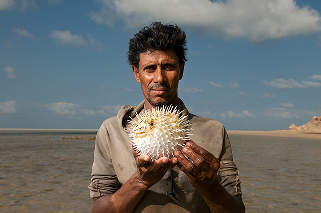 Abdullah -whom everyone here calls <i>the Cave Man</i> as he was born in a cave overlooking the Detwah lagoon and has lived there almost all his life- is happy to shows the fishes that inhabit the lagoon, like this balloon fish. Socotra - Yemen - 2020