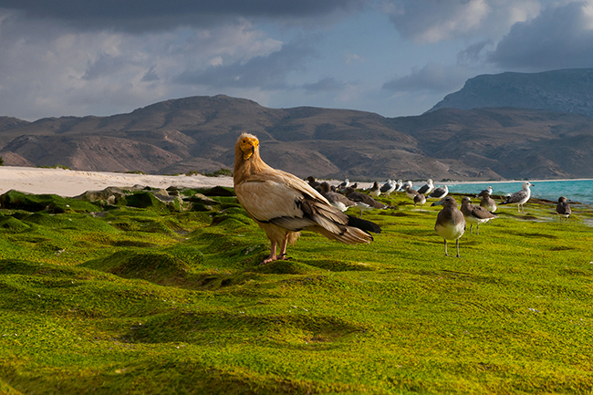 In contrast to the declining global population, the Egyptian Vulture (Neophron Percnopterus) can be seen throughout the island, breeding on its limestone cliffs and escarpments, and roaming everywhere, like at shoab beach, in search of food. Socotra - Yemen - 2020