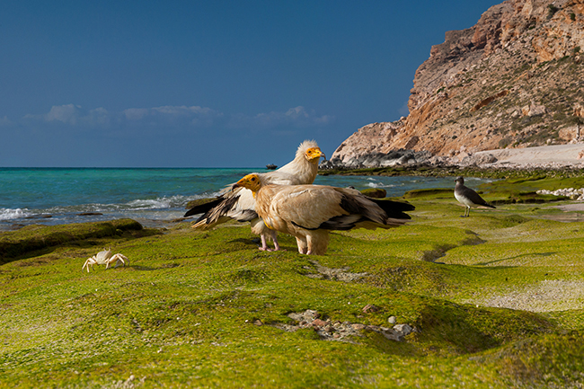 In contrast to the declining global population, the Egyptian Vulture (Neophron Percnopterus) can be seen throughout the island, breeding on its limestone cliffs and escarpments, and roaming everywhere, like at shoab beach, in search of food. Socotra - Yemen - 2020