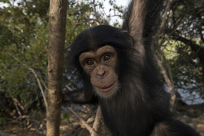Portrait of Bingo, a three-year-old baby chimpanzee. He arrived at the Chimpanzee Conservation Center in Guinea about a year ago after being seized by Guinean authorities from a trafficker who was attempting to sell him as a pet.