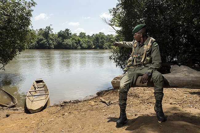 Portrait of a ranger from the paramilitary Nature Conservation Corps. Although they are few in number in the Moyen-Bafing National Park in Guinea, they are the only ones legally authorized to make arrests or issue fines for wildlife or plant-related crimes. Additionally, although the risk is very low, being directly affiliated with the Guinean army and with the park located near the Malian border, they have the mission to monitor any potential jihadist incursions into the park. Here, from the village of Dilinbon, the ranger points to the other side of the Bafing River, where villages that are still resistant to the Park continue to disregard regulations on hunting and logging.