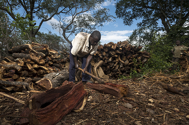 Wood collection, whether for fuel or construction, is an important activity for local communities living within the Moyen-Bafing National Park in Guinea. This practice is now regulated and no longer takes place in high conservation value areas. However, artisanal logging remains a threat to the chimpanzee and its habitat. Although it does not involve large-scale logging, it often targets tree species that are essential for chimpanzees, such as preferred nesting species.