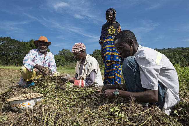 Once the groundnut pods are unearthed, the shells are separated from the leaves. Although only a small proportion of the harvest is for resale, its commercialization has contributed to the creation of significant additional income for the local communities in the Moyen-Bafing National Park in Guinea.