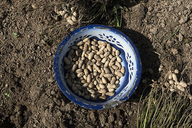 Usually consumed as peanuts for direct consumption, groundnuts are also processed into peanut paste, an essential ingredient in the local cuisine of the inhabitants of the Moyen-Bafing National Park in Guinea. The leaves, on the other hand, are used to feed livestock.