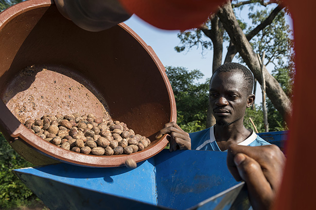 The shea kernels harvested within the Moyen-Bafing National Park in Guinea are first passed through a mill to extract the brownish almond powder.