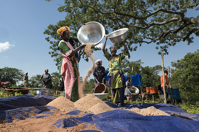 The shea almond powder harvested within the Moyen-Bafing National Park in Guinea is then sun-dried. The quality of the almond powder is checked to ensure its quality, as it could affect the final product, before being ground again to form a paste.