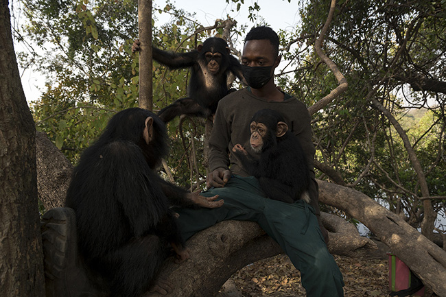 Michel is playing with Bingo, Tola, and Pépé, the three current baby residents of the Chimpanzee Conservation Center in Guinea. The caregivers at the Chimpanzee Conservation Center play a crucial role in the education of baby chimpanzees and are vital for the development of social bonds among them.