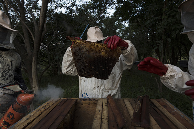 Although beekeeping has always been practiced by the inhabitants of the Moyen-Bafing National Park in Guinea using traditional methods, the introduction of 'Kenyan' hives and new techniques has turned it into a commercial activity. While still relatively few in the park's zoning, the establishment and dissemination of these new hives are part of future actions to strengthen the capacities of the park's village communities.