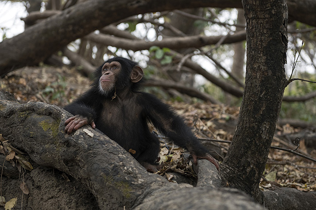 Portrait of Bingo, a three-year-old baby chimpanzee. He arrived at the Chimpanzee Conservation Center in Guinea about a year ago after being seized by Guinean authorities from a trafficker who was trying to sell him as a pet.