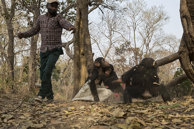 The rehabilitation process at the Chimpanzee Conservation Center in Guinea focuses on 'rewilding'. During outings in the bush, young chimpanzees learn to manage their social relationships. Here, Bingo, Tola, and Pépé, the three current baby residents of the sanctuary, are fighting over a burlap sack they found in the forest. Alexis, the caregiver who represents the group leader and dominant male figure for them, has to intervene to calm them down.